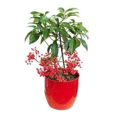 Ардизия / Ardisia crenata