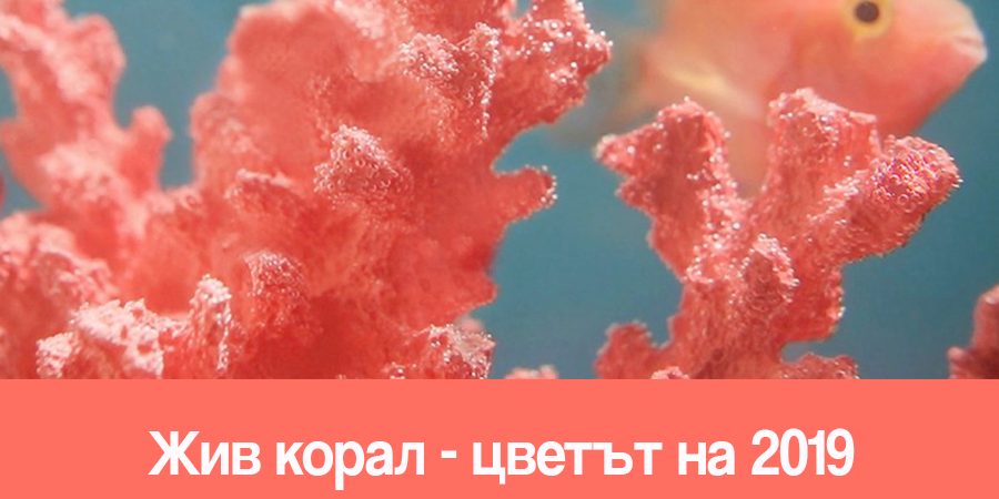 living_coral Жив корал-цветът на 2019