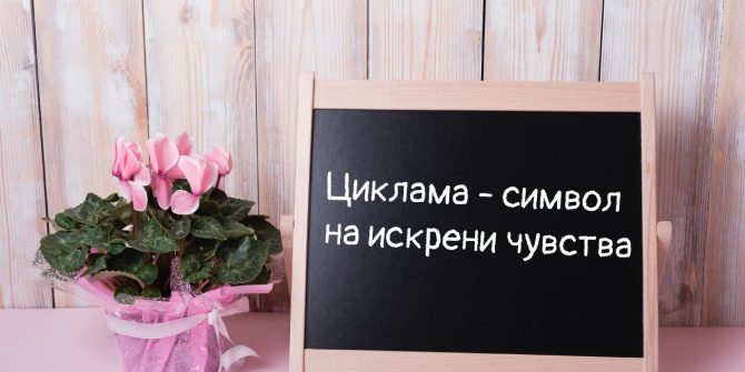 ciklama-cover циклама-символ на искрени чувства